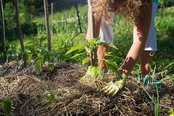 Mulching